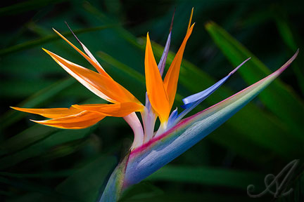 Bird of Paradise - Private Pool Villa